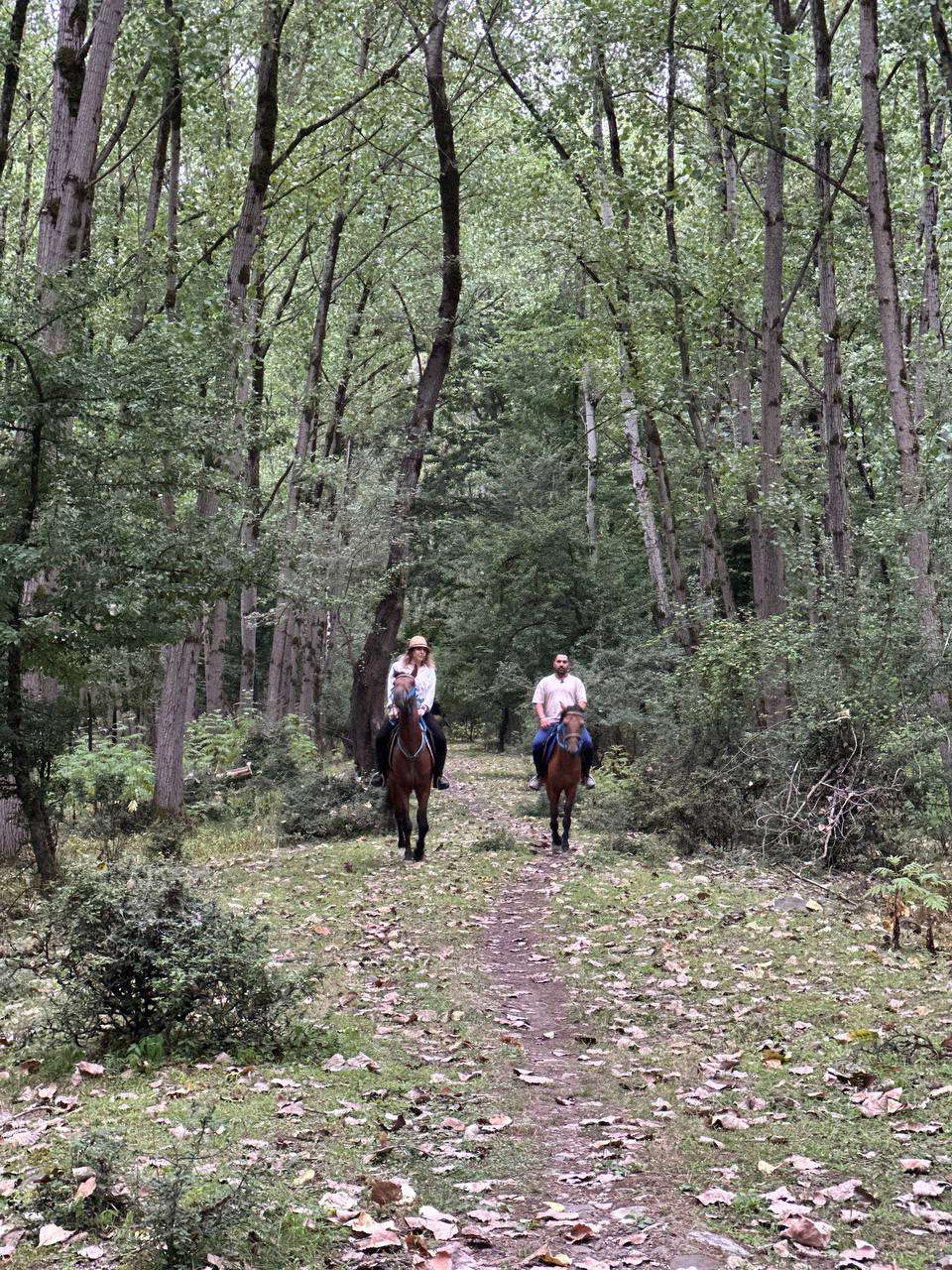 آموزش نگهداری از اسب